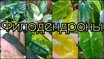 Фотокаталог редких филодендронов для заказа | EXOTIC PLANT Редкие  коллекционные растения