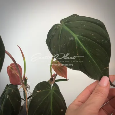 Филодендрон — Philodendron описание и уход на FloralWorld.ru