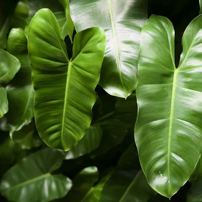 Коллекции растений ЦСБС СО РАН - Philodendron squamiferum Poepp. -  Филодендрон мелкочешуйчатый