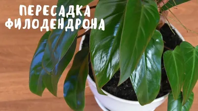 Филодендрон: уход и пересадка | myDecor