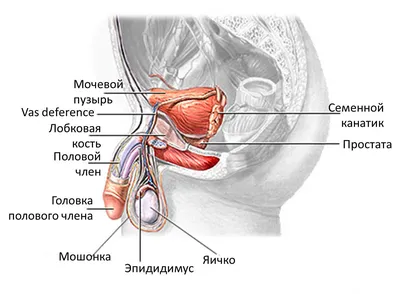 👨🏻Фимоз у мужчин🧔🏼 ✍🏻Фимоз является распространенным явлением у мужчин  всех возрастов. Оно встречается как у взрослых мужчин, так и у младенцев.  📖В... | By clinica_vozrozhdenie_kirov | Facebook