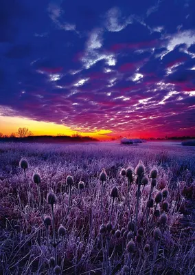 Фиолетовый закат (92 фото) - 92 фото