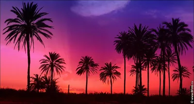 Фиолетовый закат с пальмами фотообои на стенц