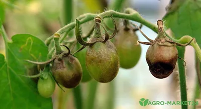 Фитофтора на помидорах: как бороться с фитофторозом томатов, чем обработать