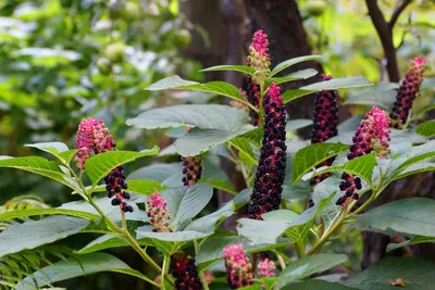 Фитолакка ягодная (Phytolacca acinosa), лаконос | Цветомания