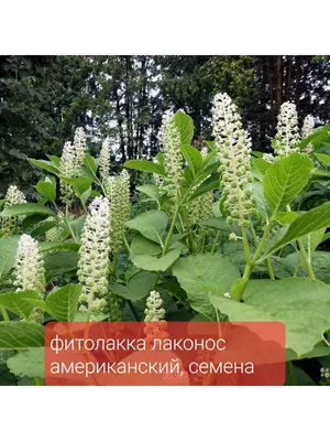 Продам Лаконос Американский Phytolacca americana Фитолакка: 30 грн. -  Комнатные растения Запорожье на Olx