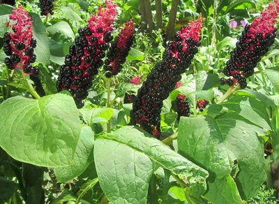 Фитолакка (Лаконос) - «Фитолакка (Лаконос). Phytolacca acinosa (Phytolacca  esculenta). Как корабль назвали, так он и поплыл...» | отзывы