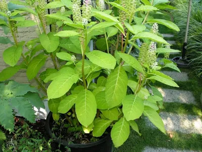 Фитолакка : Phytolacca-Фитолакка