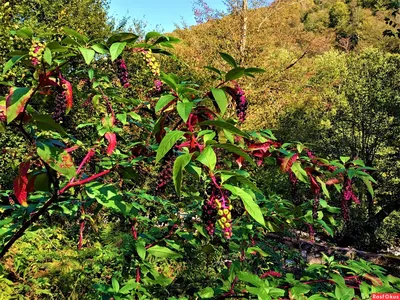 Фитолакка ягодная (Phytolacca acinosa), лаконос | Цветомания