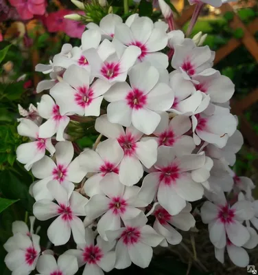 Флокс метельчатый 'Егорка' (Phlox paniculata 'Egorka') - Северная Флора