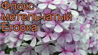 Флокс Звёздное Эхо селекция ЮБ Марковского купить в спб лисий нос Беговая  Приморский район Черная речка сестрорецк ольгино горская старая деревня  тарховка разлив александровская санкт-петербург