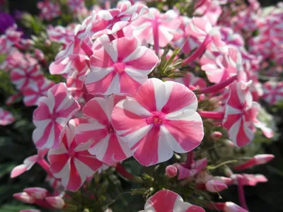 Флокс метельчатый Егорка (phlox paniculata) 🌿 флокс Егорка обзор: как  сажать рассада флокса Егорка - YouTube