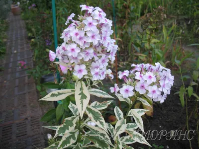 Флокс метельчатый (Phlox paniculata) Иван-Заря, С5, цена в Санкт-Петербурге  от компании Вилла-планта (садовый центр и питомник растений, ландшафтное  бюро)