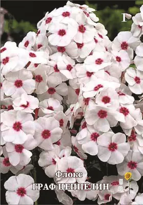 Флокс метельчатый (Phlox paniculata `Graf Zeppelin`) - Флокс метельчатый- Флокс - Многолетники - Каталог - LESKOVO-PITOMNIK.ru