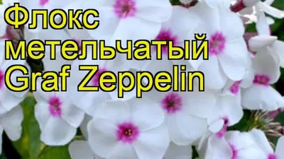 Флокс метельчатый Граф Цеппелин (Graf Zeppelin) – купить саженцы флоксов в  питомнике в Москве