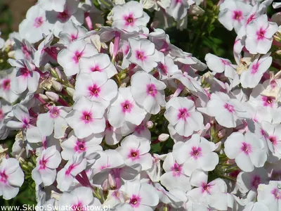 Флокс метельчатый Phlox paniculata \"Norah Leigh\" : С2/3 | Сибирские газоны  - Сибирские газоны