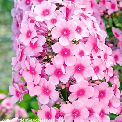 Флокс метельчатый (Phlox paniculata) - PictureThis