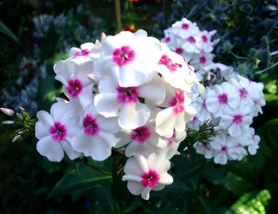 Флокс - Neon Flare - Phlox – Garden Seeds Market | Бесплатная доставка