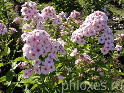 Phlox Floks Płomyk Wiechowaty Graf Zeppelin 1 szt - 11713128626 - oficjalne  archiwum Allegro