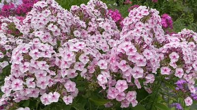 Флокс метельчатый Румяный - Phlox paniculata Rumajnij - фото - выращивание  и уход, посадка, размножение, болезни и вредители, описание - 🌷 Мои цветы