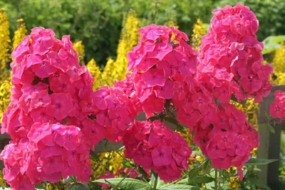 Флоксы метельчатые (Phlox paniculata) Каталог - Саженцы в Таганроге -  HelgaRoza