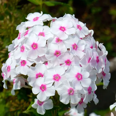 Graf Zeppelin' - daylily-phlox.eu