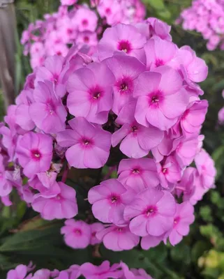 Floks wiechowaty / płomyk wiechowaty (Phlox paniculata) - opis, wygląd,  wymagania, uprawa i pielęgnacja | Zielony Ogródek