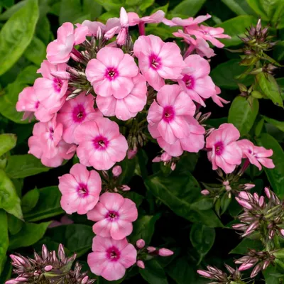 Флокс 'Катя' / Phlox 'Katja'