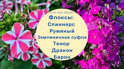 Флокс метельчатый Румяная малышка | Садстрой