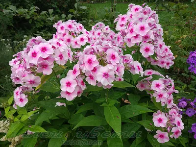 Флокс метельчатый Румяный - Phlox paniculata Rumajnij - фото - выращивание  и уход, посадка, размножение, болезни и вредители, описание - 🌷 Мои цветы