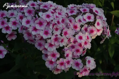 Флокс 'Румяный' / Phlox 'Rumynij'