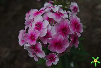 Флоксы: подбираем сорта для непрерывного цветения | Интернет-магазин  садовых растений