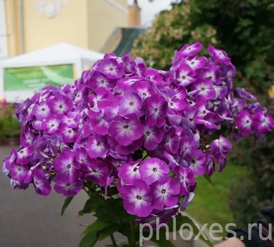 Флоксы: подбираем сорта для непрерывного цветения | ВКонтакте