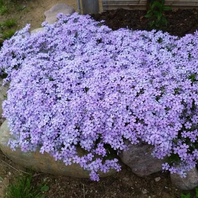 Флокс шиловидный Benita - Флокс - GardenPlants