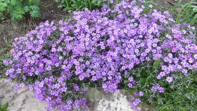 Флокс шиловидный Вариант Нетлтона Phlox subulata Nettleton Variation -  купить многолетники с доставкой по Украине в магазине Добродар