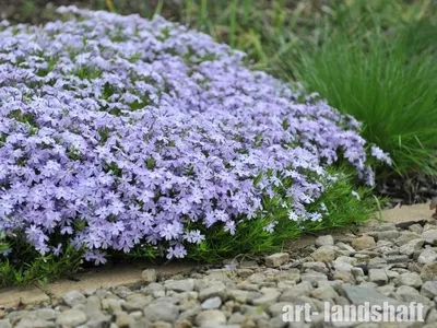 Флокс шиловидный сиреневый (Phlox subulata)