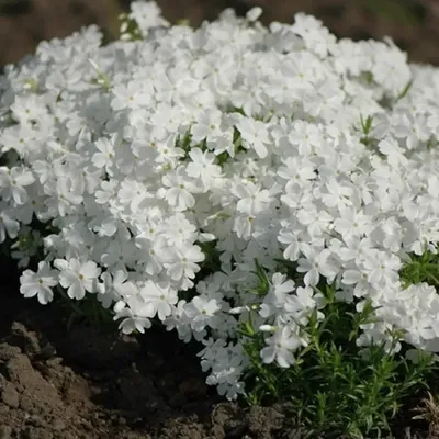 Флокс шиловидный \"Emerald Cushion Blue\" (Эмеральд Кюшон Блю), купить в  Екатеринбурге