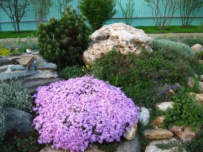 Флокс шиловидный (Phlox subulata) - купить саженцы в Минске и Беларуси