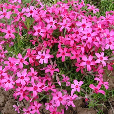 Флокс шиловидный (Phlox subulata `Scarlet Flame`) - Флокс шиловидный -  Многолетники - Каталог - LESKOVO-PITOMNIK.ru