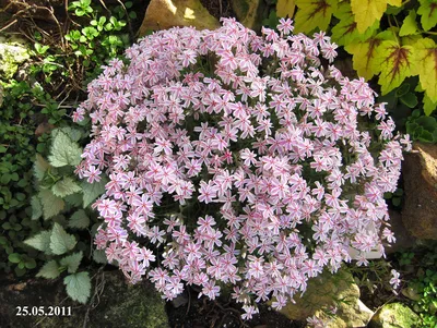 Купить Флокс шиловидный Кимоно Phlox subulata Kimono - в питомнике Флорини