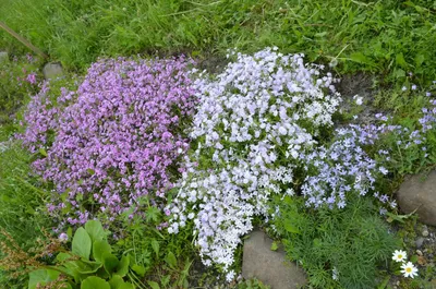 Флокс шиловидный Цвергентеппих Phlox subulata Zwergenteppich - купить  многолетники с доставкой по Украине в магазине Добродар