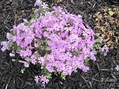 Флокс шиловидный \"Atropurpurea\" (Атропурпуреа), купить в Екатеринбурге