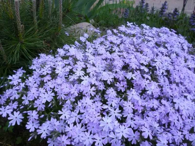 Флокс шиловидный Белый. (Phlox subulata White Delight) купить в  интернет-магазине ЦВІТСАД с доставкой по Украине