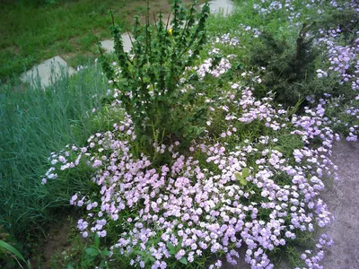 Флокс шиловидный Форт Хилл Phlox subulata Fort Hill - купить многолетники с  доставкой по Украине в магазине Добродар