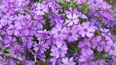 Купить Флокс шиловидный Майшне Phlox subulata Maischnee - в питомнике  Флорини