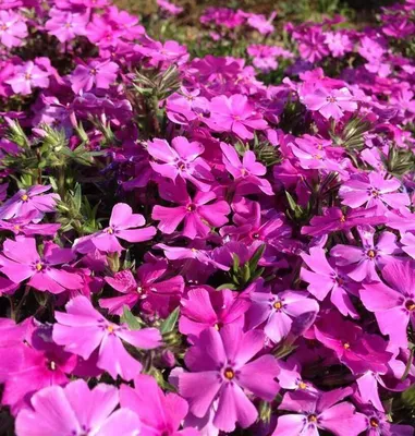 Флокс шиловидный сиреневый (Phlox subulata)