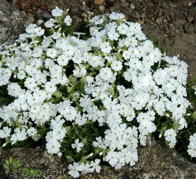 Флокс шиловидный 'GoldiPhlox Pink' - Aiasõber