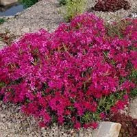 Купить Флокс шиловидный Майшне Phlox subulata Maischnee - в питомнике  Флорини