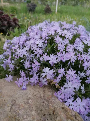 Флокс шиловидный Ред Вингс Phlox subulata Red Wings - купить многолетники с  доставкой по Украине в магазине Добродар