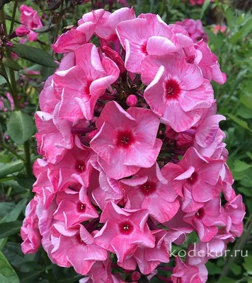 Вертикордия — Флокс метельчатый \"Уральские сказы\" (Phlox paniculata)